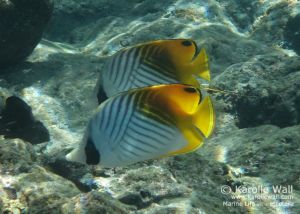 Pair of Threadfin Butterflyfish